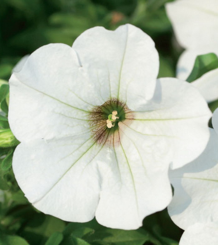 Сурфиния Вайт